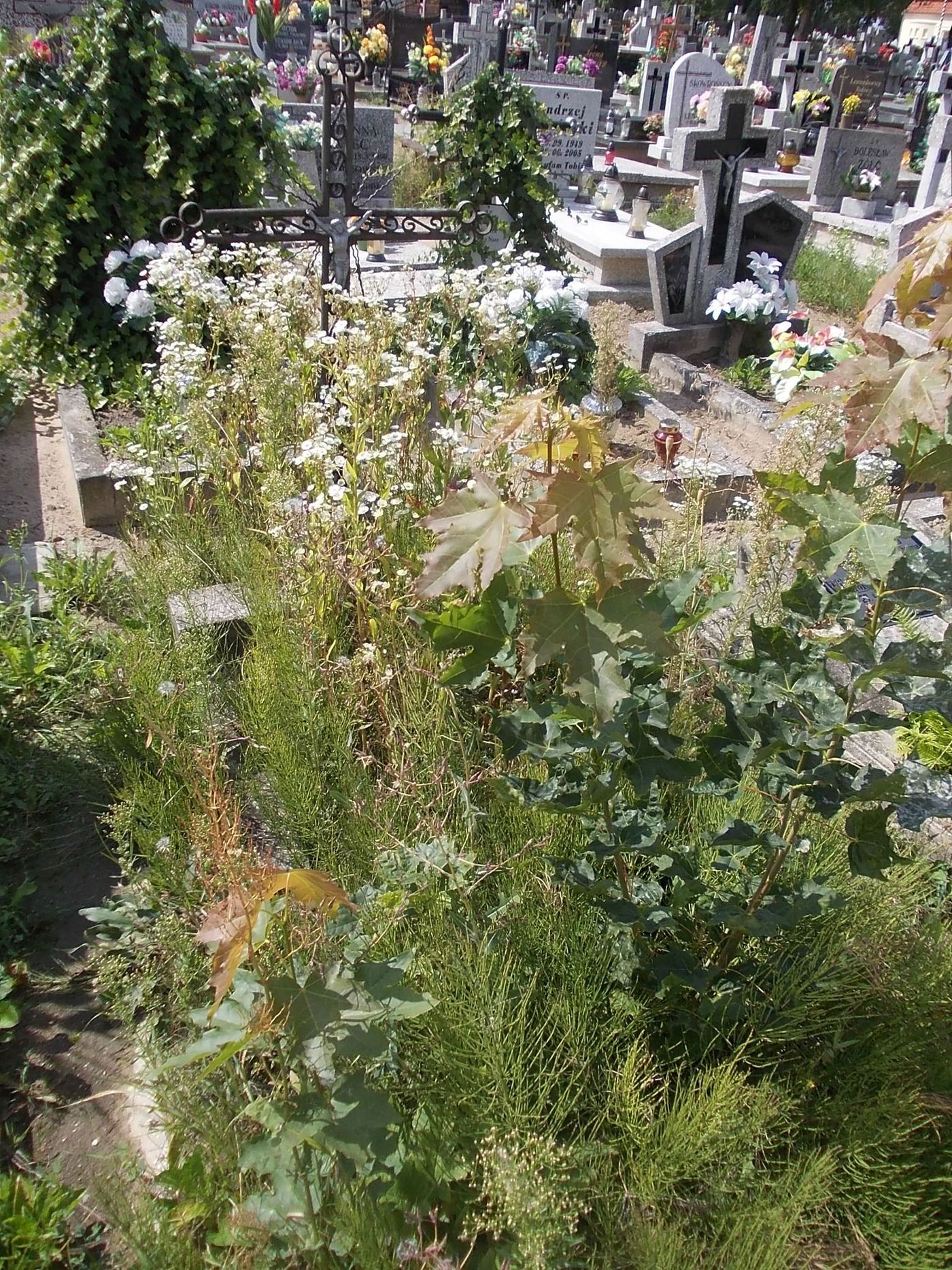 Grób Janusz Kubicki