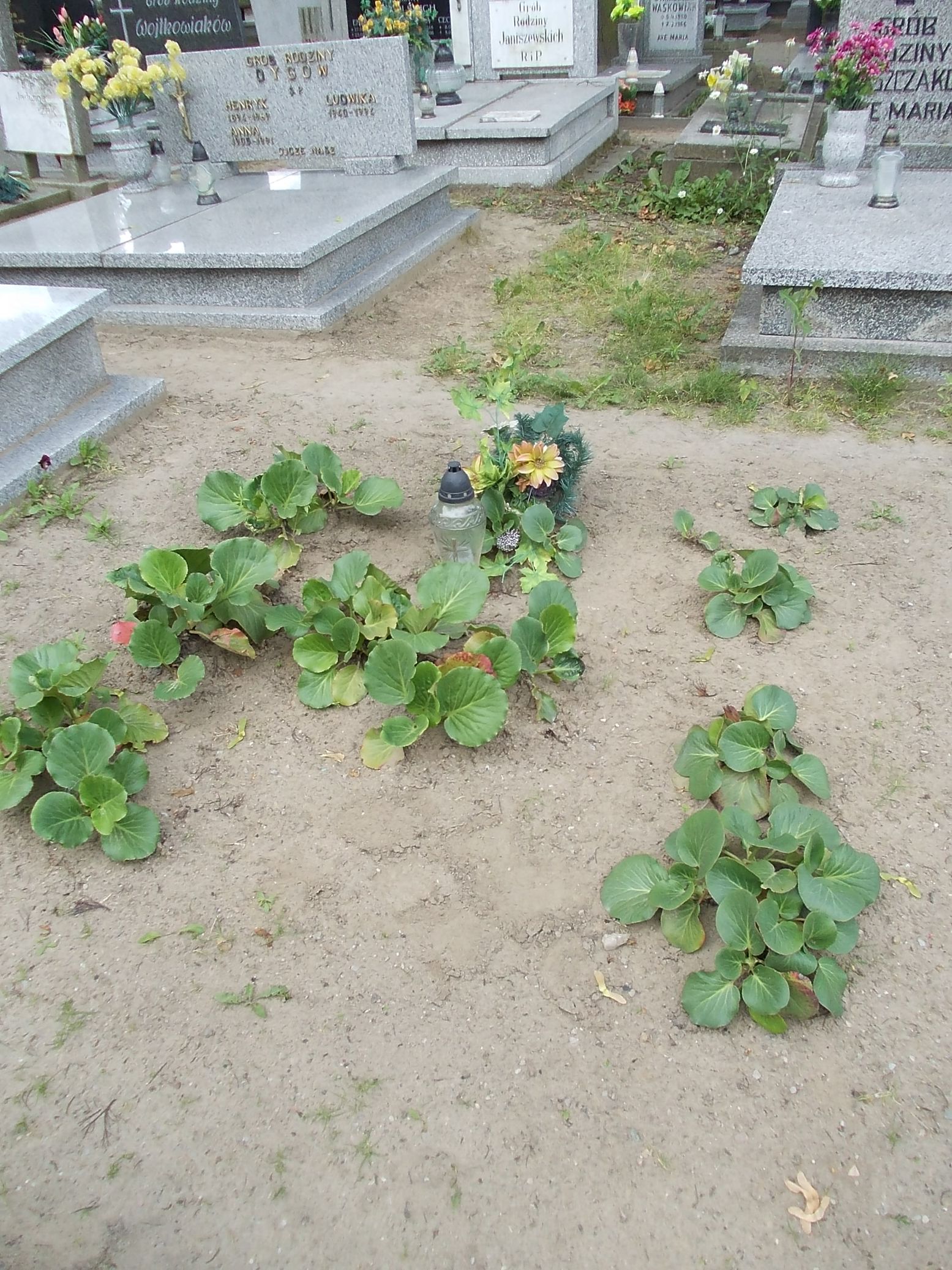 Stanisław Buczkowski 1947 Gniezno Fara - Grobonet - Wyszukiwarka osób pochowanych